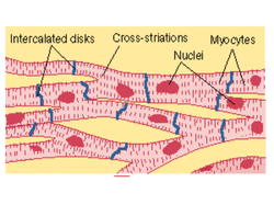 Cardiac & Smooth Muscle - All about anatomy & physiology